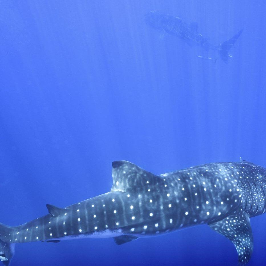 Where do whale sharks mate? The search to learn where the magic happens for the world's biggest fish